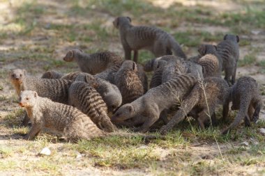 şeritli mongoose - etkin safari park Namibya
