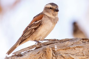 Female Sociable Weaver Bird, Namibia clipart