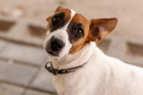 カティマ mulio - ナミビアの犬 — ストック写真