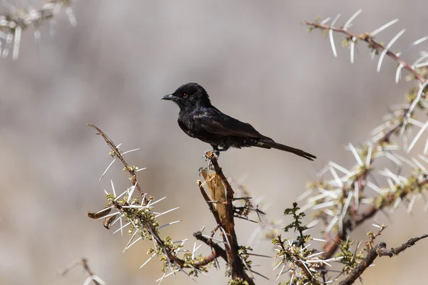 Gaffel-tailed drongo - etosha safari park i namibia — Stockfoto