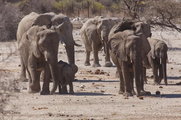 Fiatal elefánt - etosha safari park-Namíbia — Stock Fotó