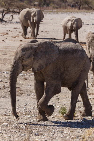 Fil - etkin safari park Namibya — Stok fotoğraf
