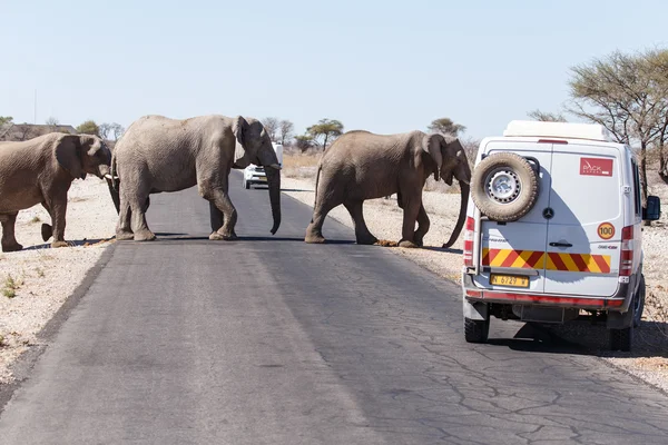 Slon - safari parku etosha v Namibii — Stock fotografie