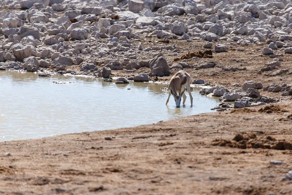 Springbok - Etosha Safari Park en Namibia —  Fotos de Stock