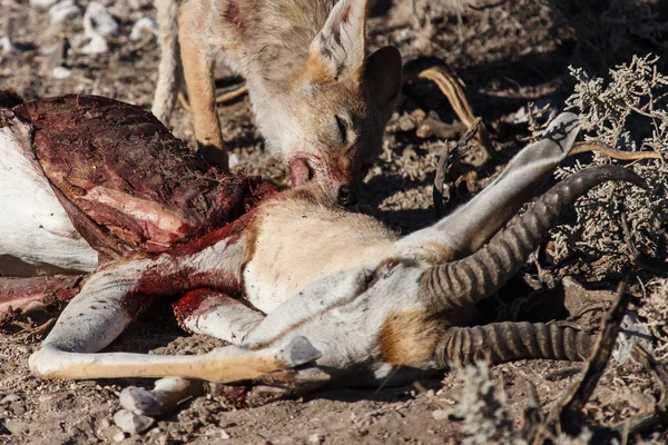 Jackal Eating Springbok - Etosha Safari Park in Namibia — Stock Photo, Image