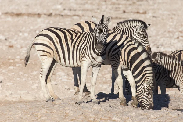 Zebra - etkin, Namibya — Stok fotoğraf