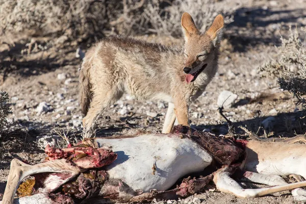 Jackal Eating Springbok - Etosha Safari Park in Namibia — Stock Photo, Image