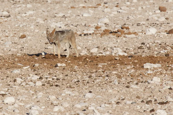 Jackal - etosha safari park in Namibië — Stockfoto