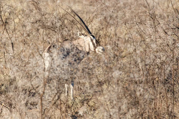 Oryx - Parc Safari Etosha — Photo