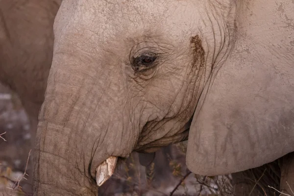 Elephant - Etosha Safari Park in Namibia — Stock Photo, Image