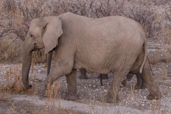 Elefant - Etoscha Safaripark in Namibia — Stockfoto
