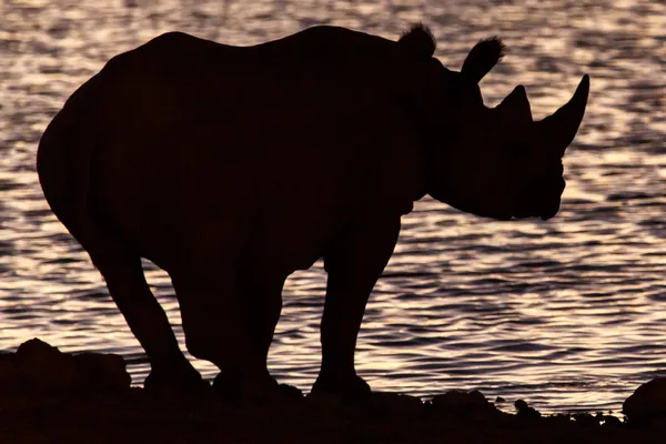 Rinoceronte Negro - Etosha Safari Park en Namibia — Foto de Stock