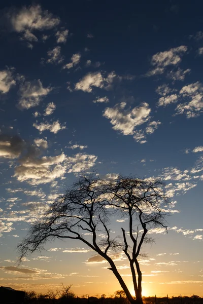 Etosha Safaripark i namibia — Stockfoto