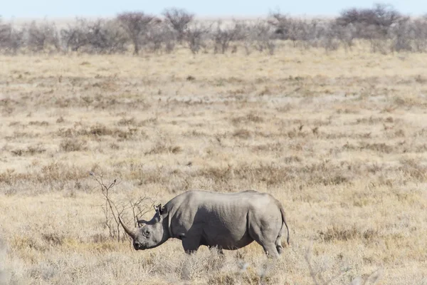 Чорний носоріг - Сафарі-парк Етоша в Намібії — стокове фото