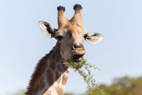 Žirafa jíst - safari park etosha v Namibii — Stock fotografie