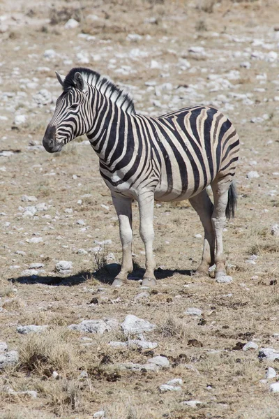 Zebra - Etosha, Namibia — Zdjęcie stockowe