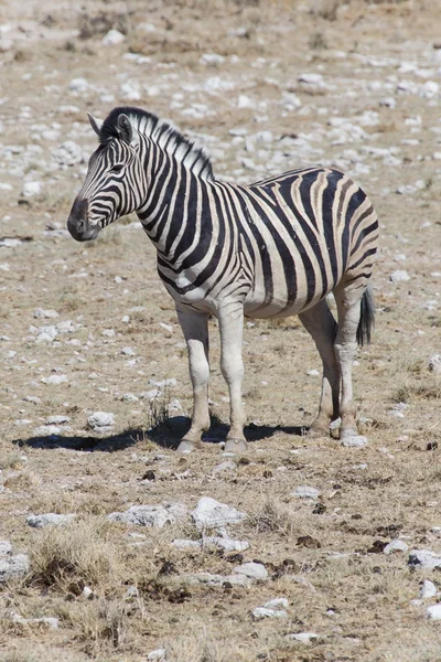 Zebra - etosha, Namibie — Stock fotografie