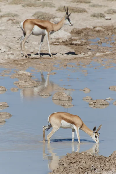 Springbok - etosha safari park-Namíbia — Stock Fotó