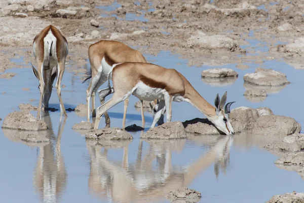 Springbok - parco di Etosha Safari in Namibia — Foto Stock