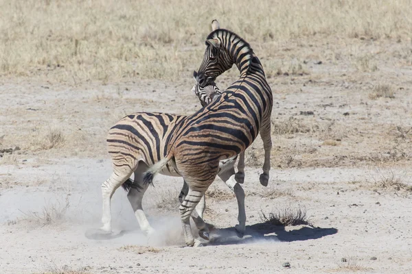 シマウマの戦い - エトーシャ、ナミビア — ストック写真