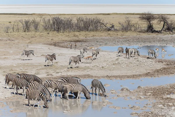 Zebra na Napajedla - etosha, Namibie — Stock fotografie