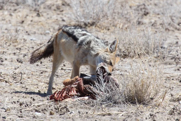 Jackal Eating Springbok — Stock Photo, Image