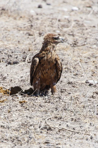 Tawny eagle - etosha safari park i namibia — Stockfoto
