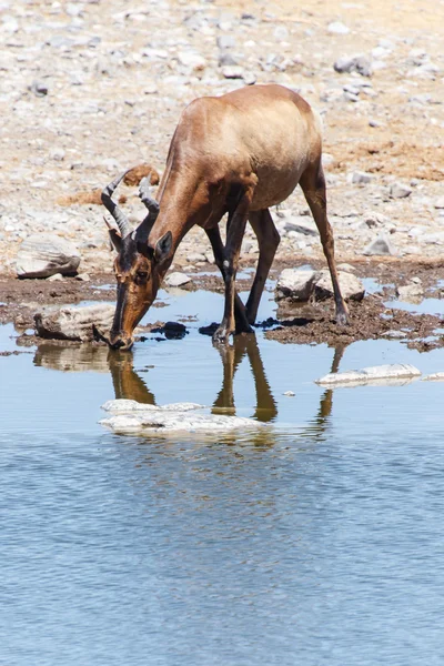 Parco di Etosha Safari in Namibia — Foto Stock