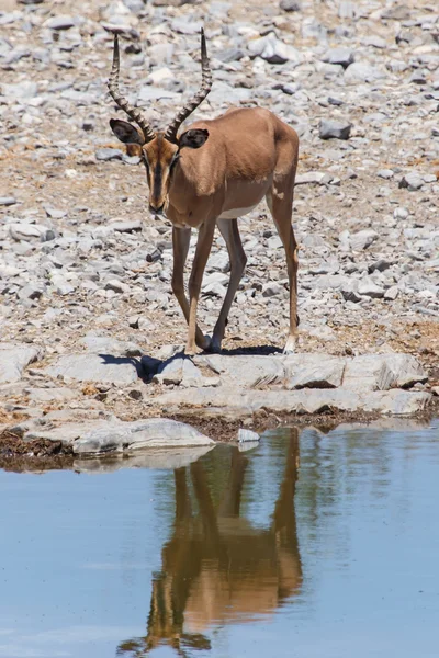 Etosha Safari Park en Namibia — Foto de Stock