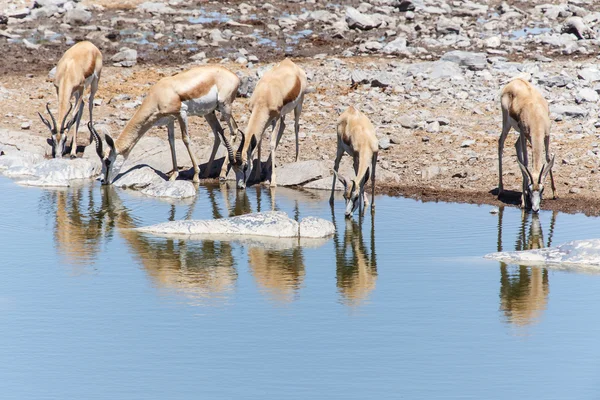 羚羊-在纳米比亚埃托沙野生动物园 — 图库照片