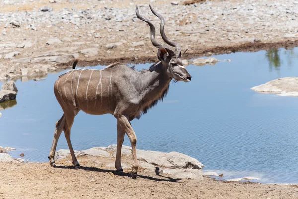 Kudu - parco di Etosha Safari in Namibia — Foto Stock