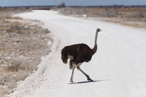 Dişi deve kuşu - etkin safari park Namibya — Stok fotoğraf