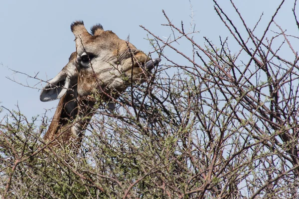 Giraffe Eating - Etosha Safari Park in Namibia — Stock Photo, Image