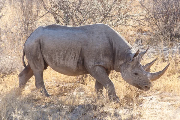 Черный носорог - Сафари-парк Этоши в Нобиа — стоковое фото