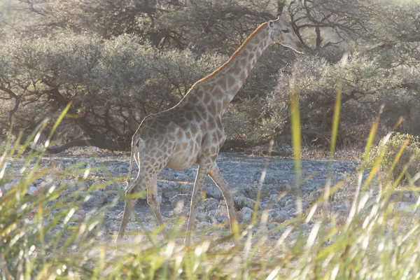 Żyrafa - etosha park safari w Namibii — Zdjęcie stockowe