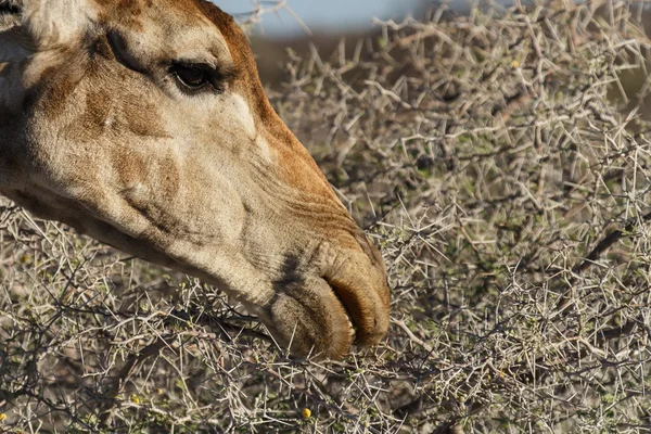 Giraffe їжі - Сафарі-парк Етоша в Намібії — стокове фото