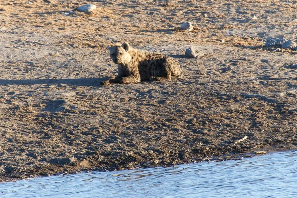 Sırtlan, su kuyusu - etkin safari park Namibya — Stok fotoğraf