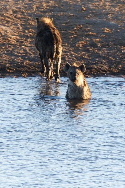 Hyena at Water Hole - Etosha Safari Park in Namibia — Stock Photo, Image