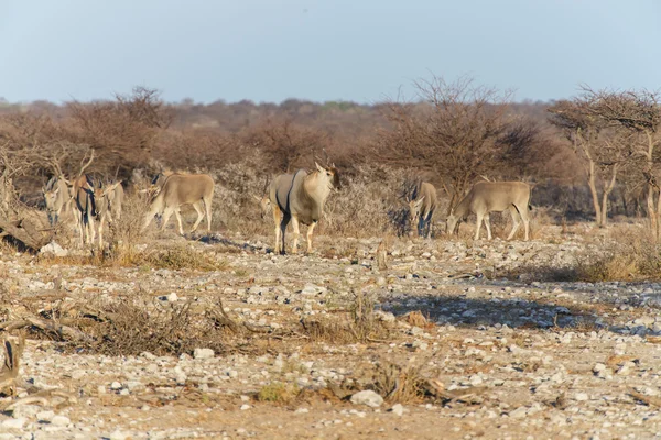 Eland - etosha park safari w Namibii — Zdjęcie stockowe