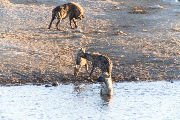 Sırtlan, su kuyusu - etkin safari park Namibya — Stok fotoğraf