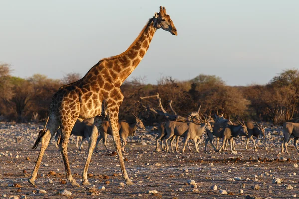 Zürafa - etkin safari park Namibya — Stok fotoğraf