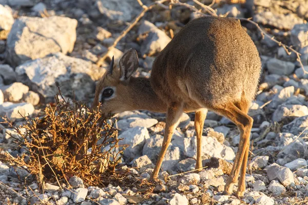 Dik Dik - Etosha Safari Park na Namíbia — Fotografia de Stock