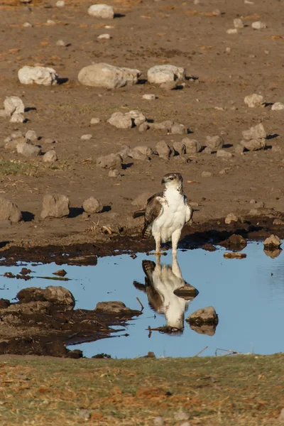 武术鹰-在纳米比亚埃托沙野生动物园 — 图库照片