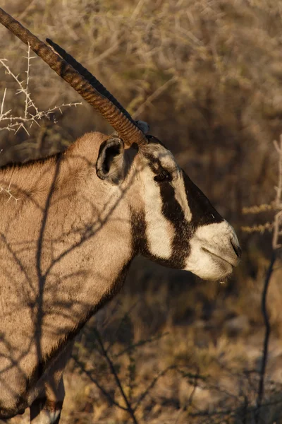 Oryx - etkin safari park Namibya — Stok fotoğraf