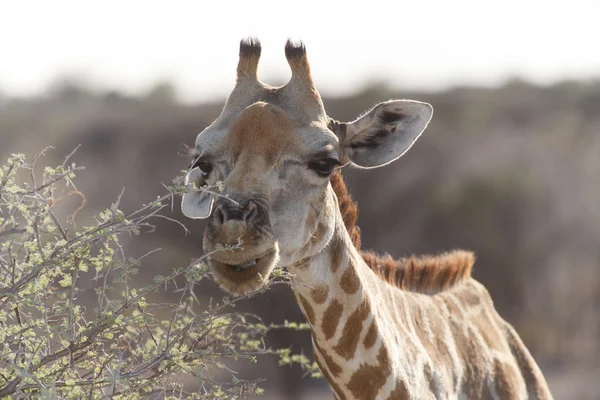 Zürafa - etkin safari park Namibya — Stok fotoğraf