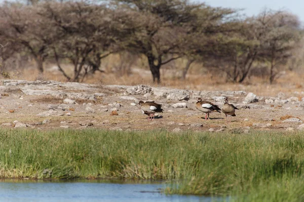 Egyptian Goose - Etosha Safari Park in Namibia — Stock Photo, Image