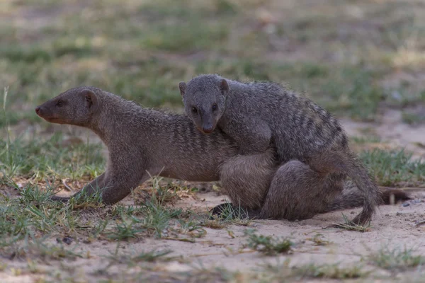 Смуги mongoose - Сафарі-парк Етоша в Намібії — стокове фото