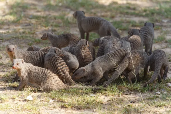 Gebänderter Mungo - Etoscha Safaripark in Namibia — Stockfoto