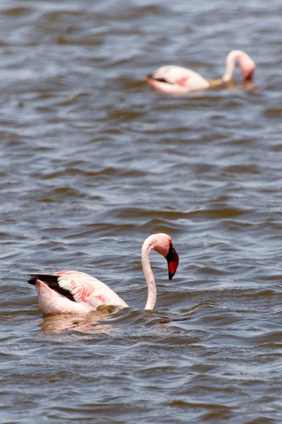 Flamingo - Namibia — Stock Photo, Image