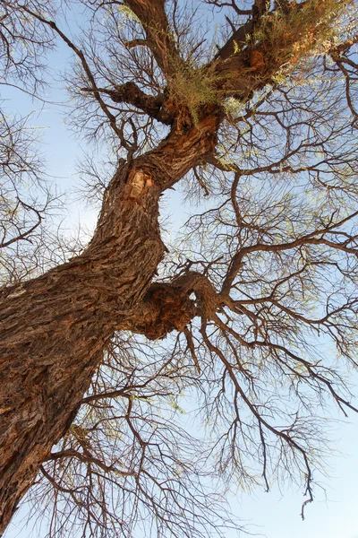 Drzewo w etosha park safari w Namibii — Zdjęcie stockowe